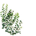 Climbing wall of ivy. vector illustration on white background.