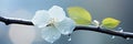 Botanical beauty delicate white skeletonized leaf on light blue background with bokeh