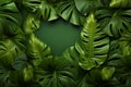 Botanical beauty Monstera leaves create an artistic frame on green