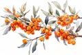the botanical beauty of a seabuckthorn plant in a watercolor illustration with distinct lines