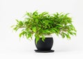 Botanical Beauty: Tiny Potted Plant Thrives in a Tree Pot, Showcased Against a Pure White Background Royalty Free Stock Photo