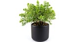 Botanical Beauty: Tiny Potted Plant Thrives in a Tree Pot, Showcased Against a Pure White Background Royalty Free Stock Photo