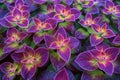 Botanical beauty vibrant coleus plant offers a colorful textured background