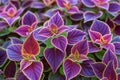 Botanical beauty vibrant coleus plant offers a colorful textured background