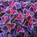 Botanical beauty vibrant coleus plant offers a colorful textured background