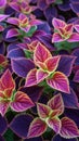 Botanical beauty vibrant coleus plant offers a colorful textured background