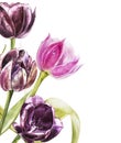 Botanical blank for text. Watercolor Tulips flowers. Perfect for invitation, wedding or greeting cards.