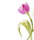 Botanical blank for text. Watercolor Tulips flowers. Perfect for invitation, wedding or greeting cards.