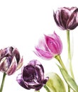 Botanical blank for text. Watercolor Tulips flowers. Perfect for invitation, wedding or greeting cards.