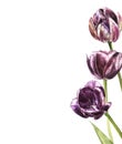 Botanical blank for text. Watercolor Tulips flowers. Perfect for invitation, wedding or greeting cards.