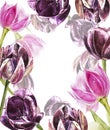 Botanical blank for text. Watercolor Tulips flowers. Perfect for invitation, wedding or greeting cards.