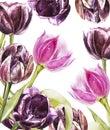 Botanical blank for text. Watercolor Tulips flowers. Perfect for invitation, wedding or greeting cards.