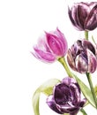 Botanical blank for text. Watercolor Tulips flowers. Perfect for invitation, wedding or greeting cards.