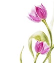 Botanical blank for text. Watercolor Tulips flowers. Perfect for invitation, wedding or greeting cards.