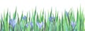 Botanical bottom border template. Thick green grass with tender blue flowers hidden among long stems. Spring hand drawn