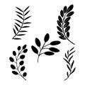 botanical branch silhouettes stylized leaf stem icon set Royalty Free Stock Photo