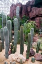 Botanical cactus