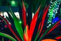 Botanical Cactus Garden las vegas. - dec, 2019 Colorful light display of cactus