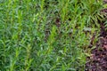 Botanical collection, Artemisia dracunculus or taragon kitchen herb Royalty Free Stock Photo