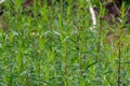 Botanical collection, Artemisia dracunculus or taragon kitchen herb Royalty Free Stock Photo