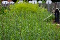 Botanical collection, Artemisia dracunculus or taragon kitchen herb Royalty Free Stock Photo