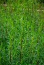 Botanical collection, Artemisia dracunculus or taragon kitchen herb Royalty Free Stock Photo