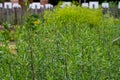 Botanical collection, Artemisia dracunculus or taragon kitchen herb Royalty Free Stock Photo