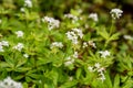 Botanical collection, asperula odorata or bedstraw flowering plant