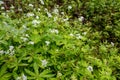 Botanical collection, asperula odorata or bedstraw flowering plant