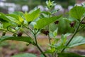 Atropa belladonna, commonly known as belladonna or deadly nightshade, is poisonous perennial herbaceous plant in nightshade