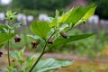 Atropa belladonna, commonly known as belladonna or deadly nightshade, is poisonous perennial herbaceous plant in nightshade