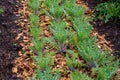 Botanical collection, Cnicus benedictus or holy thistle plant in early summer