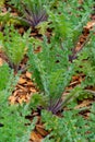 Botanical collection, Cnicus benedictus or holy thistle plant in early summer