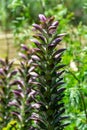 Botanical collection of decorative garden plants and herbs, Acanthus mollis, or bear`s breeches, sea dock or oyster plant Royalty Free Stock Photo