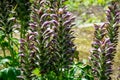 Botanical collection of decorative garden plants and herbs, Acanthus mollis, or bear\'s breeches, sea dock or oyster plant Royalty Free Stock Photo