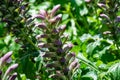 Botanical collection of decorative garden plants and herbs, Acanthus mollis, or bear\'s breeches, sea dock or oyster plant Royalty Free Stock Photo