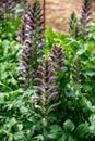 Botanical collection of decorative garden plants and herbs, Acanthus mollis, or bear`s breeches, sea dock or oyster plant Royalty Free Stock Photo