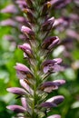 Botanical collection of decorative garden plants and herbs, Acanthus mollis, or bear`s breeches, sea dock or oyster plant Royalty Free Stock Photo