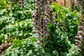 Botanical collection of decorative garden plants and herbs, Acanthus mollis, or bear\'s breeches, sea dock or oyster plant Royalty Free Stock Photo