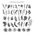 Botanical collection. Flowers, branches, and leaves. Hand drawn