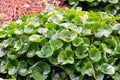 Botanical collection, green leaves of asarum europaeum medicinal plant Royalty Free Stock Photo