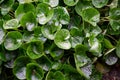 Botanical collection, green leaves of asarum europaeum medicinal plant Royalty Free Stock Photo