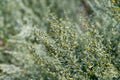 Botanical collection, leaves and berries of silver mound artemisia absinthum medicinal plant