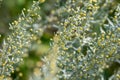 Botanical collection, leaves and berries of silver mound artemisia absinthum medicinal plant