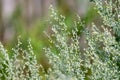 Botanical collection, leaves and berries of silver mound artemisia absinthum medicinal plant