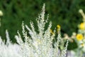 Botanical collection, leaves and berries of silver mound artemisia absinthum medicinal plant