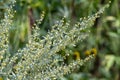 Botanical collection, leaves and berries of silver mound artemisia absinthum medicinal plant