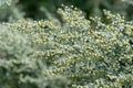 Botanical collection, leaves and berries of silver mound artemisia absinthum medicinal plant