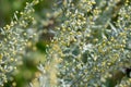 Botanical collection, leaves and berries of silver mound artemisia absinthum medicinal plant