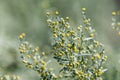 Botanical collection, leaves and berries of silver mound artemisia absinthum medicinal plant Royalty Free Stock Photo